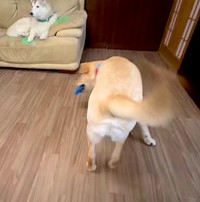 おもちゃに大興奮のゴンくん。ブンブンしっぽの威力はMAX！（動画からキャプチャー／提供：おこめつぶ（ぷく） さん @BQx6DDsrtCKst3Z）