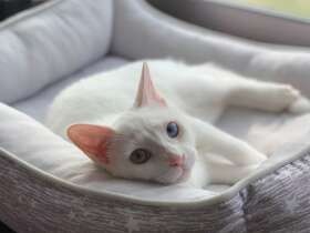 治療の甲斐あって、今ではキレイなオッドアイ　白猫「いと」