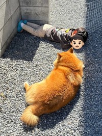 「あれ、どこ行った！？」3秒後にみつけた息子さんとコンソメくんの姿にほっこり（画像提供：ポメ柴コンソメ 3歳さん）