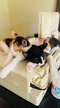 猫の習性を理解してくれる飼い主さんに出会えてよかったね（提供）