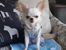 趣味は温泉巡り！　伊豆に行ってきたよ　チワワ「Qoo」