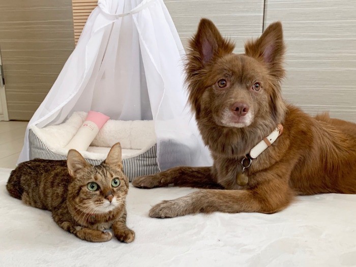 tekoさんはクリパと毎日散歩に行くことが気分転換になり、「これからは応援された側から応援する側になりたい」という気持ちも高まったそう