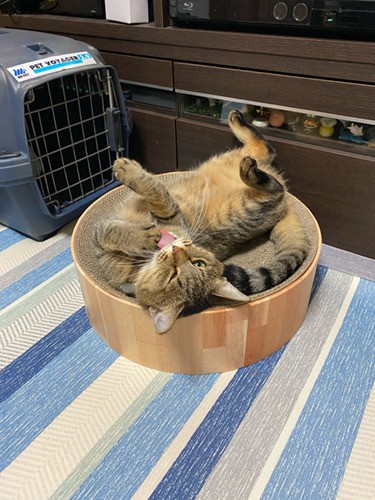 普段の伸び伸びイズ（飼い主提供）