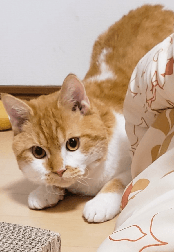 4年前、まだ小さかったもやしくん（画像提供：ラムキンのもやし君）