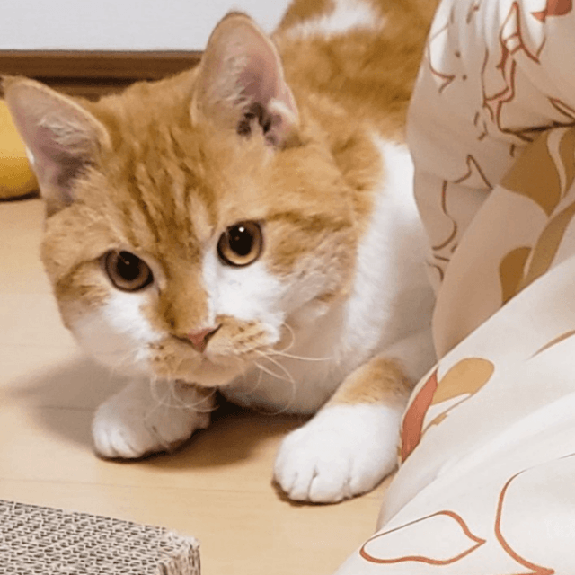 4年前、まだ小さかったもやしくん（画像提供：ラムキンのもやし君）