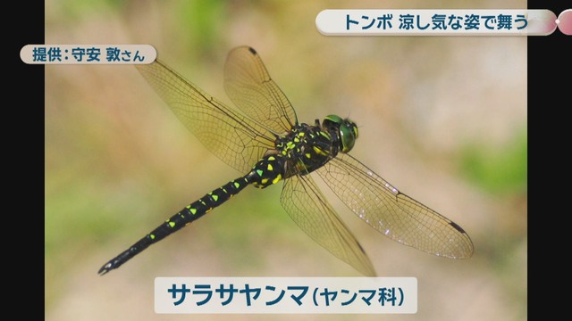 提供：守安敦さん