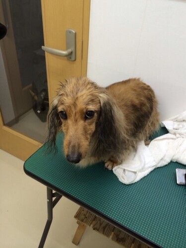 シャンプーではとてもおとなしくて良い子。「でも、いつも不機嫌そうでした（笑）」（山中さん提供）