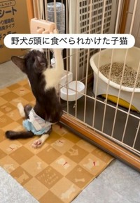野犬5頭に食べられかけた子猫（「パンちゃんママ」さん提供、Instagramよりキャプチャ撮影）