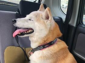 お上品な食べ方と高級志向　「グルメか」と毎回ツッコミを受ける柴犬「あずき」