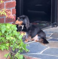 家を出るまではうきうきだったのに、いざ出るとビビりなるんちゃん（提供：@runtn728さん）