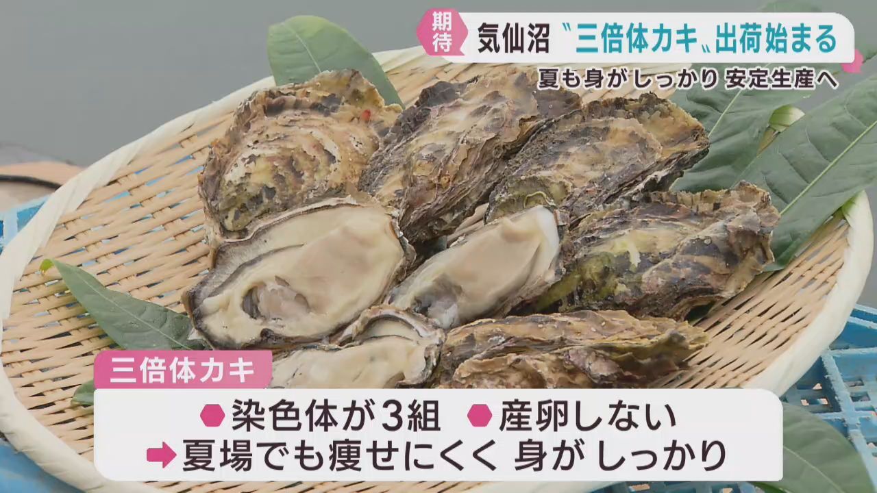 身が痩せにくい３倍カキの出荷が始まる　安定生産に期待　宮城・気仙沼市唐桑町