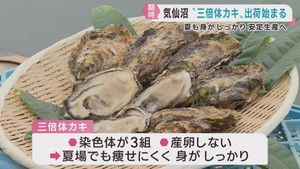身が痩せにくい３倍カキの出荷が始まる　安定生産に期待　宮城・気仙沼市唐桑町