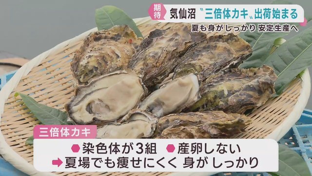 身が痩せにくい３倍カキの出荷が始まる　安定生産に期待　宮城・気仙沼市唐桑町