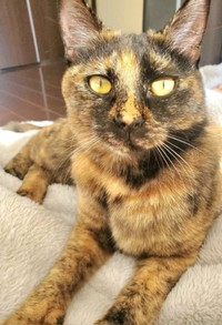 成長した現在のふがしちゃん。リラックスした表情が素敵です（画像提供：ふがしちゃん サビ猫さん）