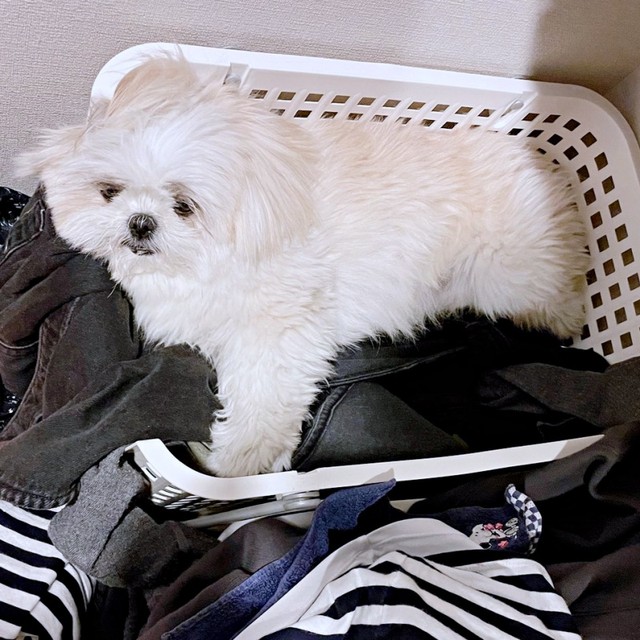 落ち着くー！ 洗濯カゴのなかに入ってくつろぐみかんちゃん（画像提供：みかん日記（犬）さん）