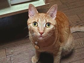 屋根裏から救出された子猫　新しい家で、仲間に出会う