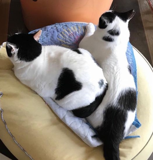 ゆきみちゃんと大福くんの新きょうだい（猫の館ME提供）