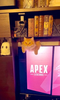 邪魔するにゃ（提供写真）