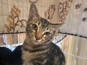 パナソニック保護犬猫譲渡会　NPO法人しっぽのごえんから参加予定の猫たち（3） 