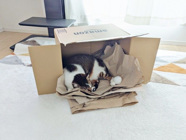 梱包材ベッドがお好みのつくねちゃん（画像提供：猫目さん）