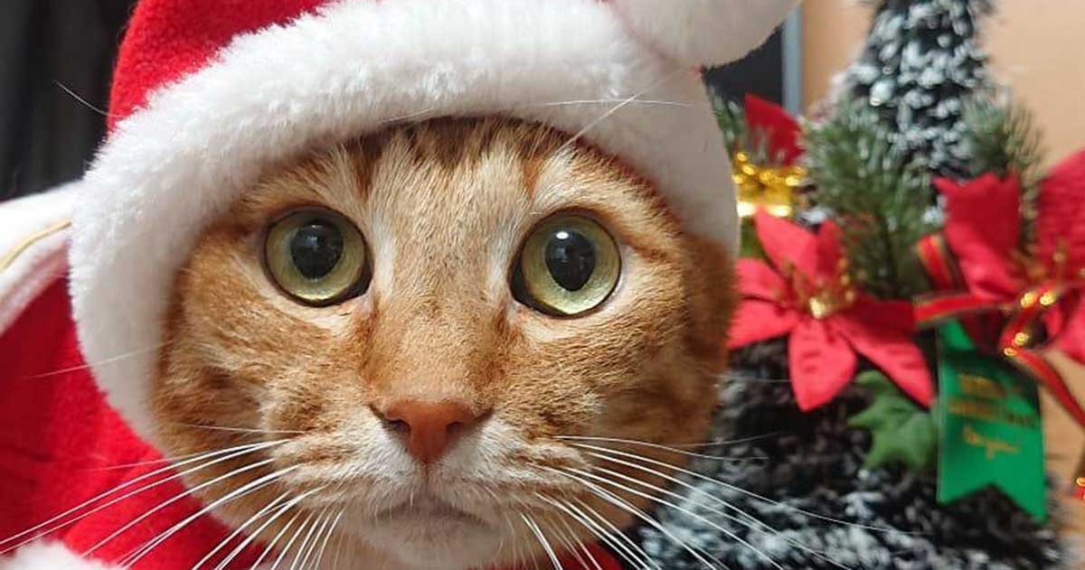 セール！ ぐで猫 いい湯だにゃんこ 茶トラ No.373 | www.bizlight.edu.vn