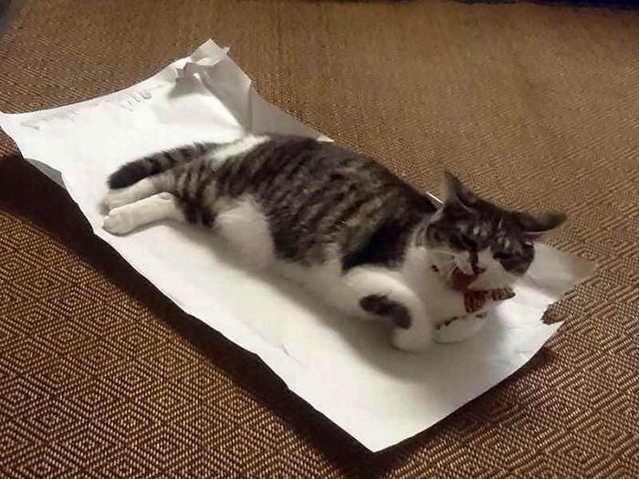 お菓子の包み紙の上から動きません