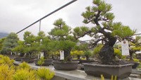 2020年4月、高松市にオープンした「高松盆栽の郷」