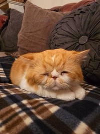 眠たくても飼い主さんが横になるまで待ってくれるぽあくん（提供：ぽあくんさん）