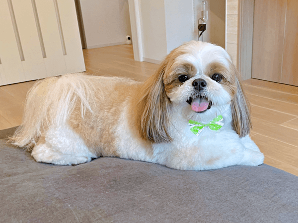 にっこり笑顔が愛らしいぽこちゃん（画像提供：ぽこさん）