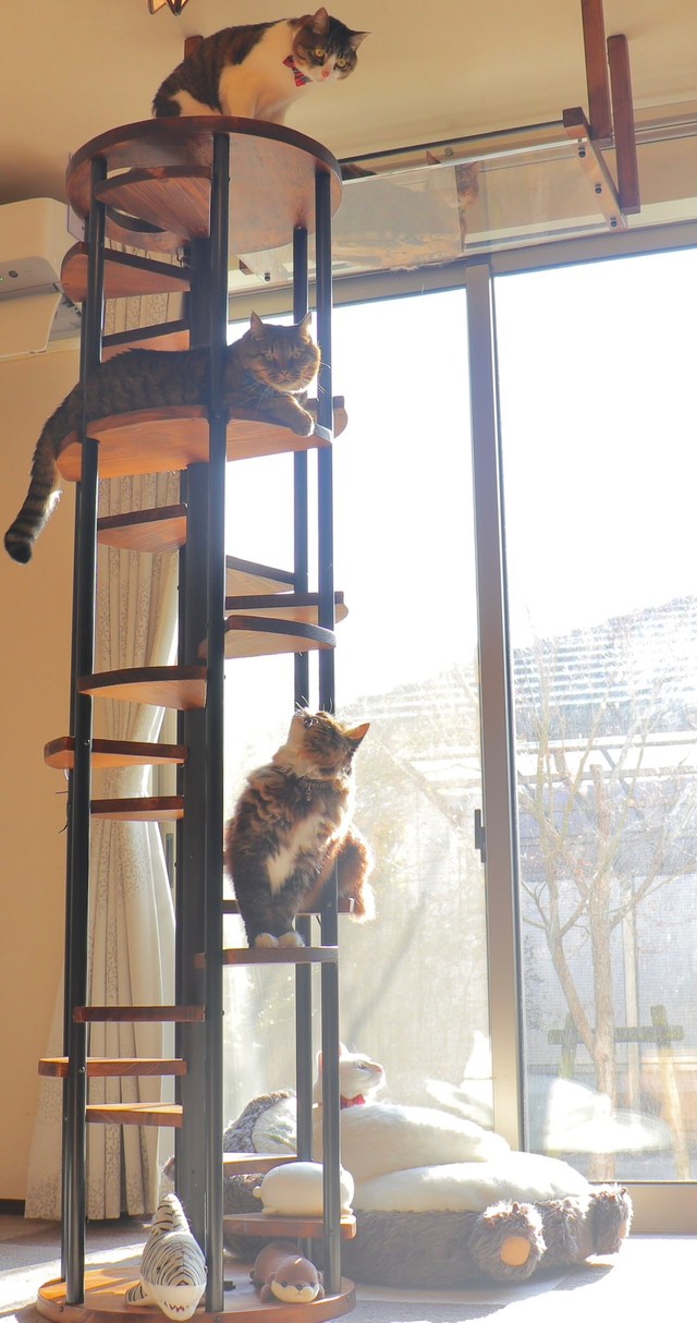 DIYで作った螺旋階段（キャットタワー）（提供：無重力猫ミルコのお家さん）