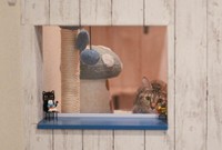 猫部屋の窓から、夫婦の働きぶりやお客さんの様子を眺めるあめ