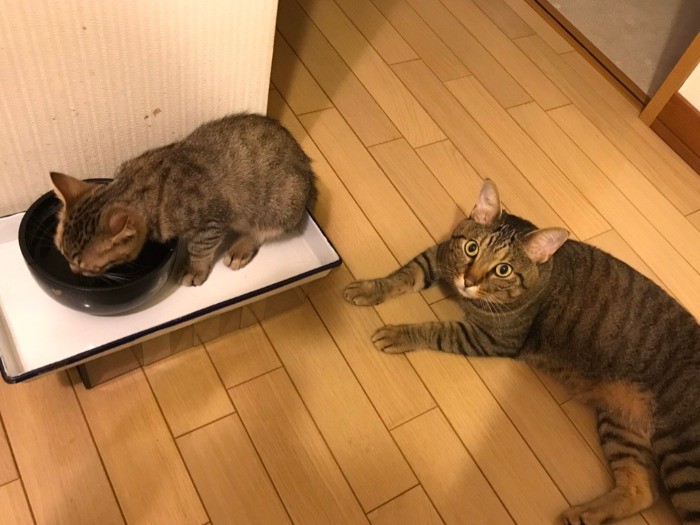 水飲み順番待ち？「譲ったの」（提供写真）