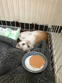保護後、ランプくんはすぐに栄養状態も回復（山田さん提供）