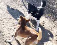 アドちゃんは先住犬、先住猫とも仲良く過ごせるお利口さんでした