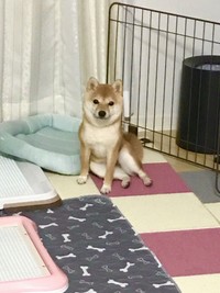 パパさんの帰宅を「横座り」で出迎えるモモちゃん（画像提供：豆柴モモさん）
