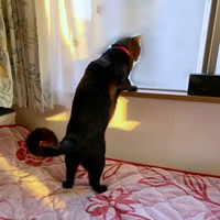 お迎えから1年後.、いつもの窓辺でニャルソックするアサトくん（画像提供：ゆきのさん）