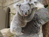 令和4年4月4日生まれの「ししお」(オス)はホリーの赤ちゃん（名古屋市東山動植物園提供）