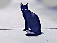 保護前、飼い主さんを見つめるしずくちゃん（画像提供：さばりんご。さん）