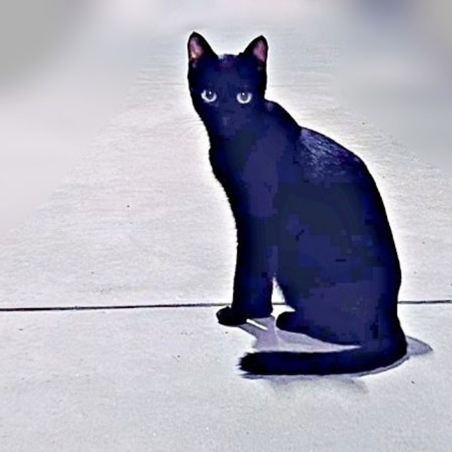 保護前、飼い主さんを見つめるしずくちゃん（画像提供：さばりんご。さん）