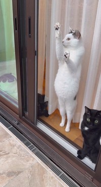 ぽよよ～ん（画像提供：桃丸さん、動画よりキャプチャ、画像を一部トリミング）