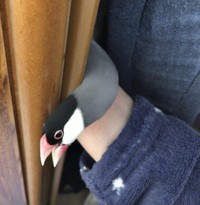 ろくろ首になった？ぶんさん（提供：テルさん）