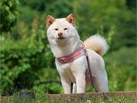 後ろ脚でバックパスするよ　やっと会えた運命の柴犬、「花菜」