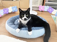 猫ベッドでのんびり過ごすまめちゃん（画像提供：まめさん）