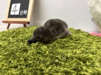 とうふ　誕生4日目　グレーの産毛　画像提供：すみだ水族館