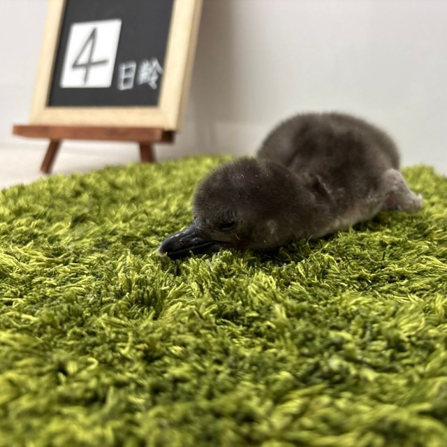 とうふ　誕生4日目　グレーの産毛　画像提供：すみだ水族館