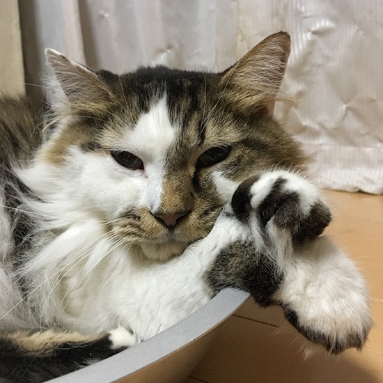 さすが長老、迫力の目つき