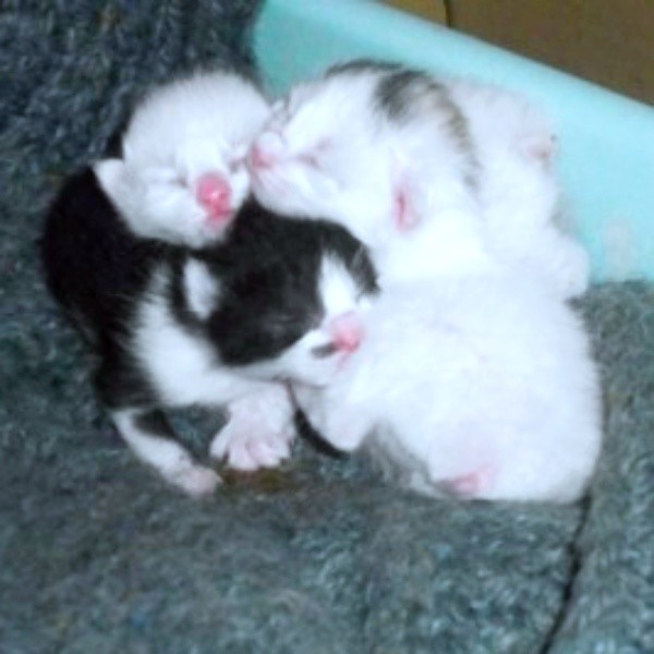 猫団子になって眠るシンちゃんときょうだい猫たち（画像提供：バニラさん）