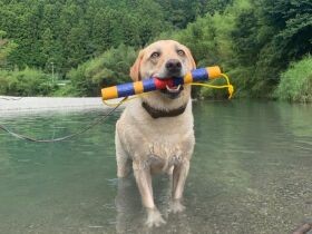 川遊び、楽しいね！　スイカの食べ方がちょっと変わっているラブラドール「リッキー」