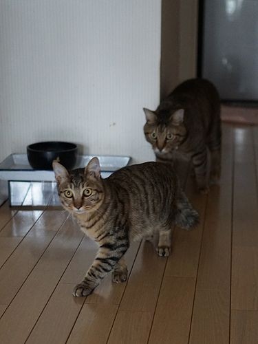 でもいつか体の大きさが追いつくかな