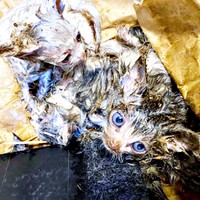 体中にねずみ取りがからまった猫たち（画像提供：おゆちゃんさん）